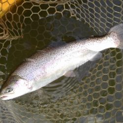 大安トラウトレイク 釣果